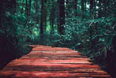 Path in the woods photo